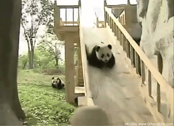 panda-bears-free-animated-gameznet 022.gif